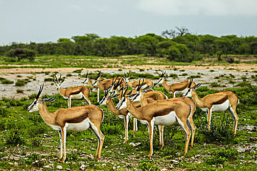 跳羚,雨,埃托沙国家公园,纳米比亚,非洲