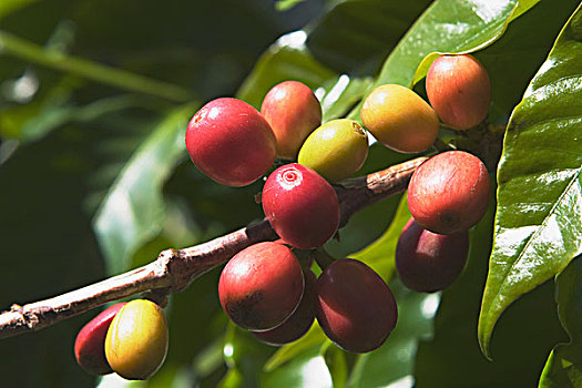 咖啡,农作物,考艾岛,夏威夷,美国