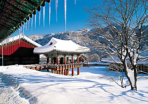 房子,积雪,风景