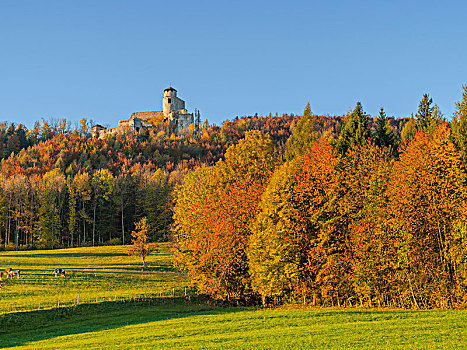 秋日树林,下奥地利州,奥地利,欧洲