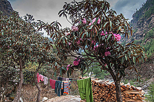 开花树木,洗衣服,绳索,尼泊尔