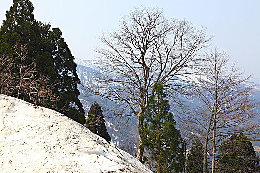 日本