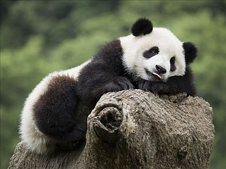 大熊猫,俘获,幼兽,休息,中国