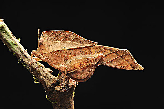 蝗虫,叶子,丹浓谷保护区,婆罗洲,马来西亚