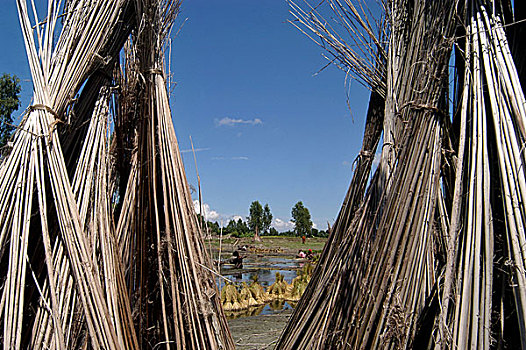 渔民,传统,网,暂时,沙子,堤岸,河,侵蚀,流动,水,孟加拉,九月,2007年