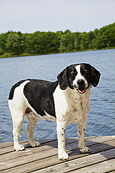 史宾格犬,混合,狗,码头,蓝湖,声音,安大略省,加拿大