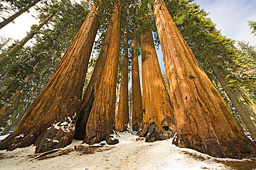 巨杉,树,第一,雪,红杉国家公园,加利福尼亚