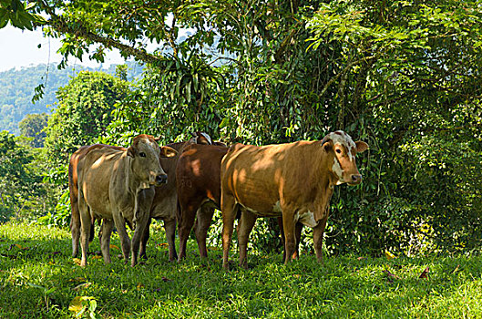 牛,遮蔽,荫凉,太阳,柠檬,省,哥斯达黎加,北美