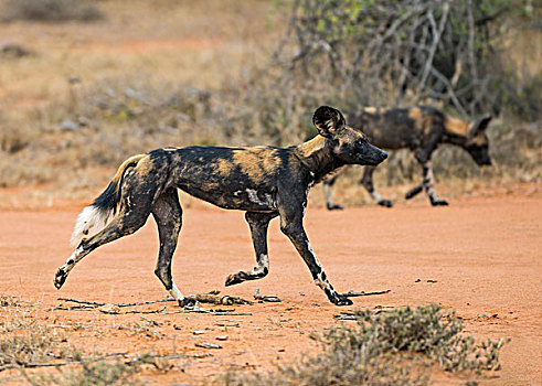 肯尼亚,非洲野狗,移动,高,倚靠,动物,独特,色斑,外套,耳,白色,尾部,罐,跑,过度,短小