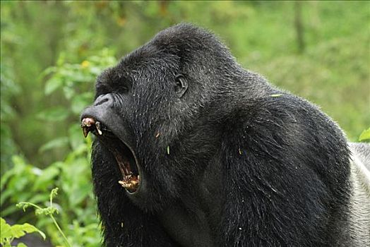 山地大猩猩,大猩猩,银背大猩猩,展示,火山国家公园,卢旺达