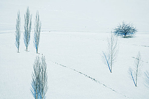 雪景,秃树,俯拍