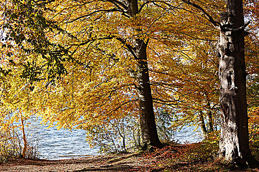 秋天,山毛榉树,湖,区域,上巴伐利亚,巴伐利亚,德国,欧洲