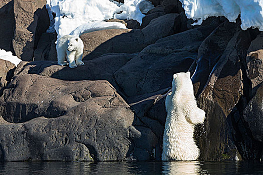 挪威,斯瓦尔巴特群岛,北极熊,幼兽,石头,海洋
