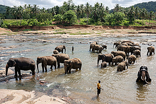 亚洲,东方,大象,象属,牧群,浴,河,看护,看象人,动物收容院,中央省,斯里兰卡