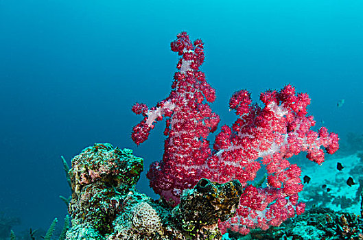软珊瑚,彩虹,礁石,斐济