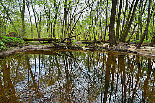 水塘,春天,黑森州,德国