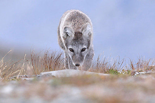 北极狐,狐属,幼兽,尾随,动物,挪威,欧洲
