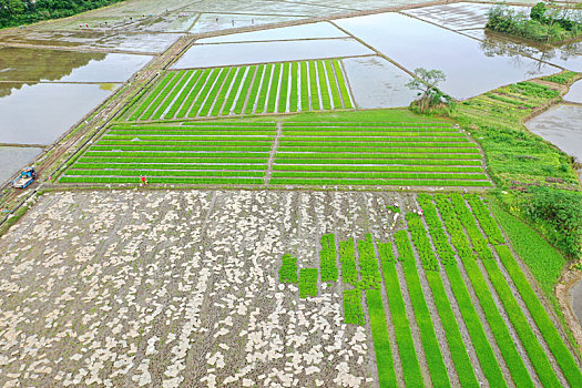 江西金溪,谷雨将至早稻栽插正当时