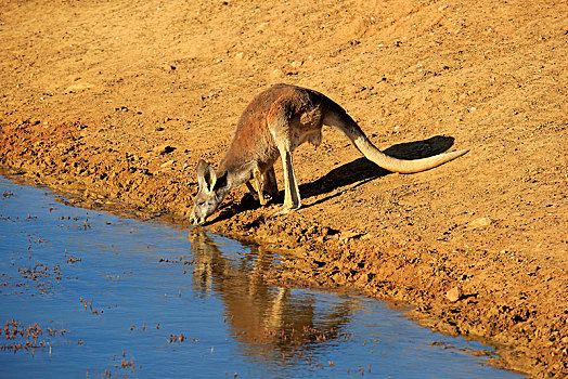 红袋鼠,成年,雄性,喝,水,国家公园,新南威尔士,澳大利亚,大洋洲