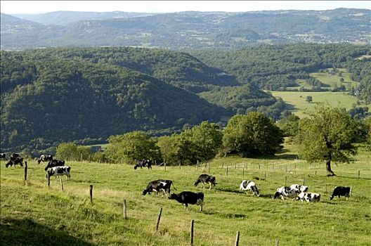 法国,利莫辛,风景,靠近,母牛