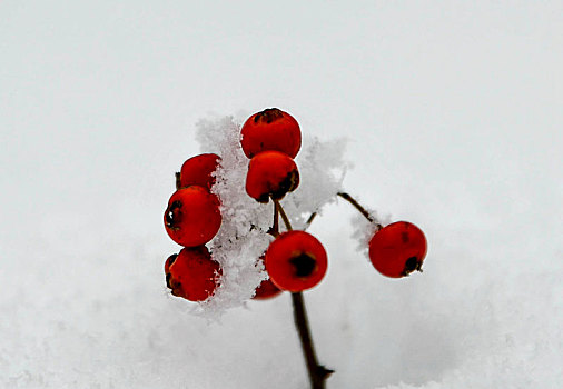 重庆酉阳,大雪封山,白雪皑皑