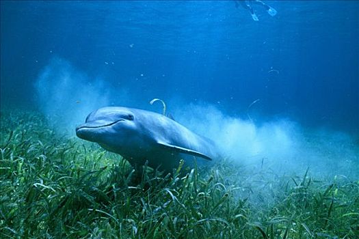 宽吻海豚,游泳,海洋,植物,墨西哥湾,伯利兹
