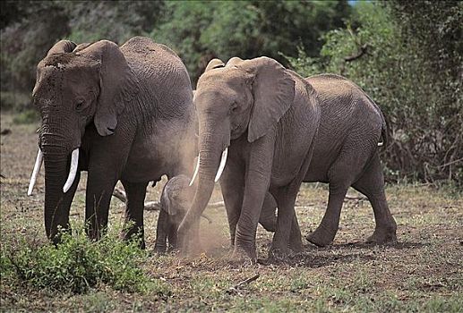 大象,非洲象,诞生,幼兽,小动物,哺乳动物,安伯塞利国家公园,肯尼亚,非洲,动物