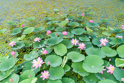 北方夏荷花正浓