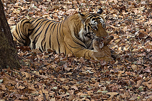 孟加拉虎,虎,喂食,班德哈维夫国家公园,中央邦,印度