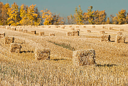 干草包,排列,土地,艾伯塔省,加拿大