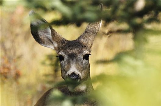 长耳鹿,碧玉国家公园,艾伯塔省,加拿大