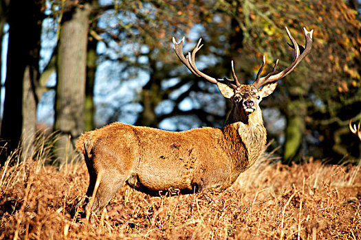 鹿,赤鹿,牡鹿,公鹿,里士满,公园,伦敦,英国,一个,哺乳动物,魅力,自然保护区,柔和,冬天,繁盛,草地,木头,大幅,尺寸