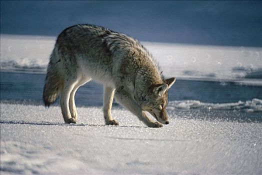 丛林狼,犬属,追踪,捕食,北美