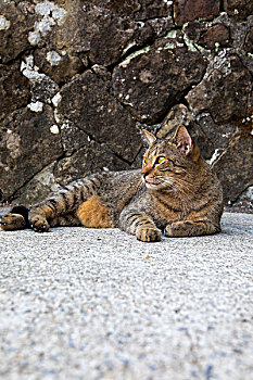 台湾观光景点猴硐猫村,猫村小路上的可爱的猫猫