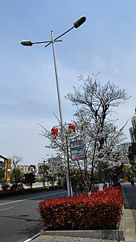 樱花路牌