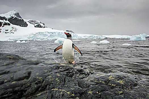 南极,岛屿,巴布亚企鹅,跳跃,水,展示,岩石,海岸线