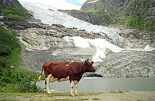 母牛,冰河
