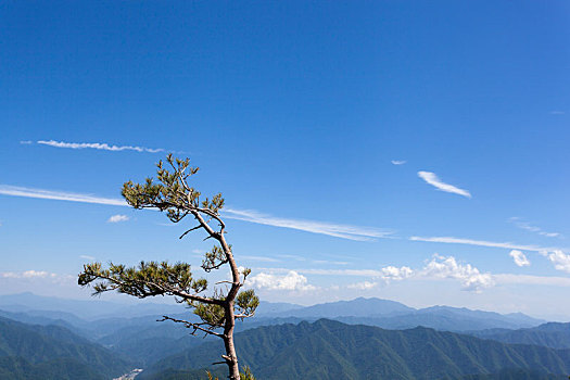 陕西秦岭牛背梁国家森林公园