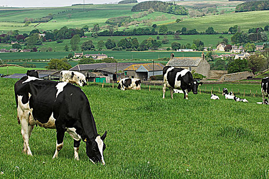奶牛,放牧,土地,正面,农场,诺森伯兰郡