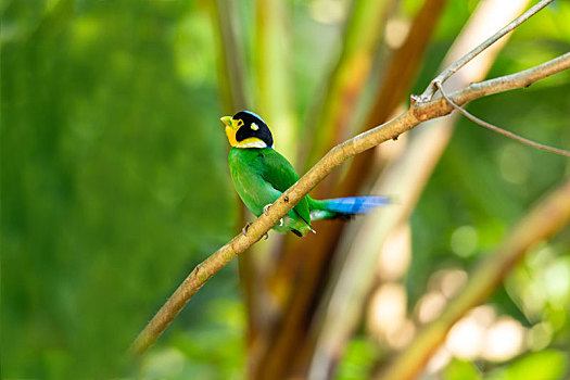 常结群活动在林下荫湿处,于灌木或树上觅食的热带林栖鸟类--长尾阔嘴鸟