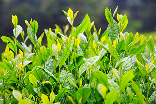 茶叶,特写,嫩芽,生长,绿色,茶,春茶,春天,户外