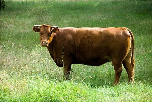 母牛,围场