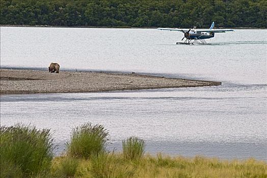 棕熊,走,海岸线,水獭,水上飞机,游人,住宿,卡特麦国家公园,布里斯托湾,西南方,阿拉斯加,夏天