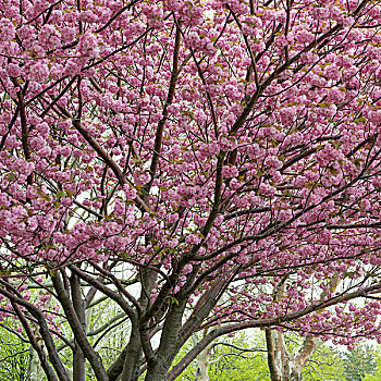 樱花,树,自由岛,曼哈顿,纽约,美国