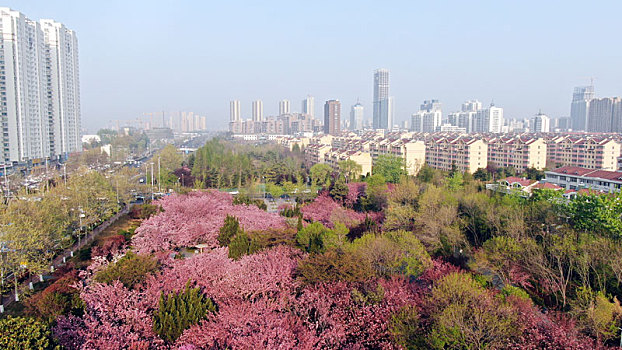 山东省日照市,浪漫樱花进入盛花期,粉色花海魅力无限成市民网红打卡地