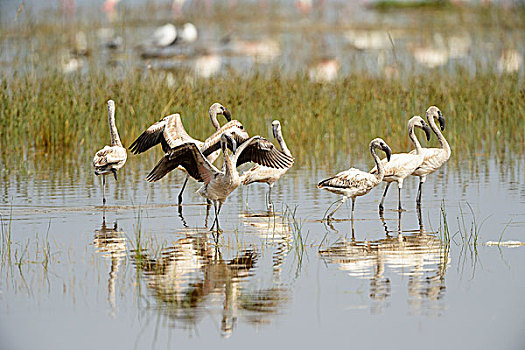 大红鹳,火烈鸟,群,雏鸟,纳库鲁湖国家公园,肯尼亚,非洲
