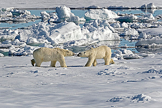 两个,北极熊,会面,浮冰,斯匹次卑尔根岛,挪威,欧洲