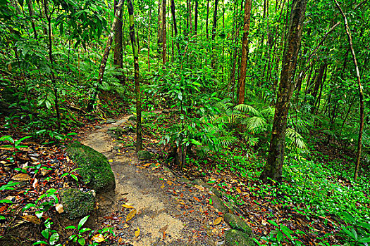 小路,雨林,峡谷,国家公园,昆士兰,澳大利亚