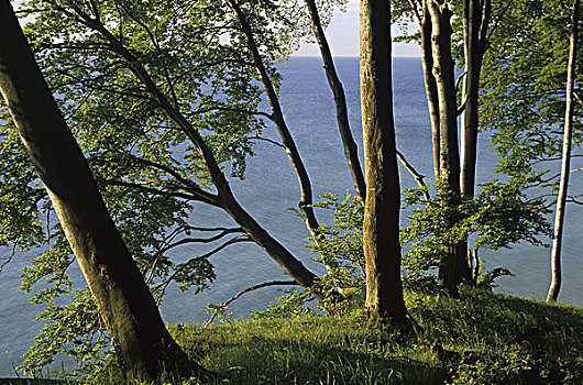 山毛榉,树林,国家公园,靠近,萨斯尼茨,波罗的海,海岸,波美拉尼亚,德国,欧洲,公园,峻岸,悬崖,深渊,海洋,自然,木头,树,晴朗,绿色