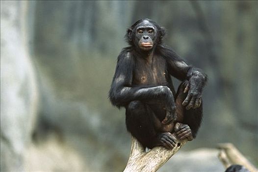黑猩猩,类人猿,肖像,非洲